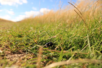 Little beetle on the hiking trail