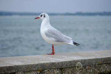 Mouette regardant l'horizon .