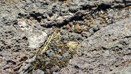volcanic rock with golden Pele's hair
