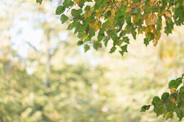 BACKGROUND TEXTURE SOFT FOCUS BLURED AUTUMN LEAVES