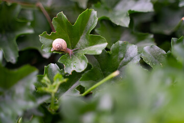 escargot sur  feuille