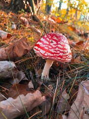 Among the leaves © Taras