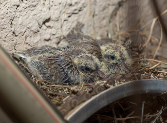 pigeon close-up chick, hatched pigeon on the nest, pigeon, birth of a new life