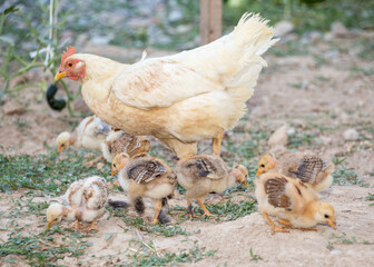 hen walks with young chicks outdoors