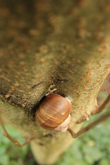 Vertical shot of a snail on a trunk

