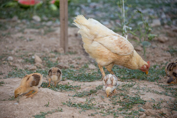 hen walks with young chicks outdoors