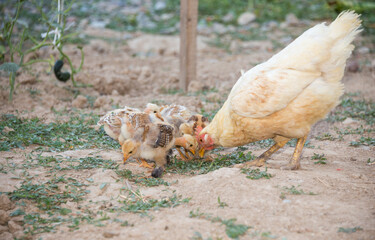 hen walks with young chicks outdoors