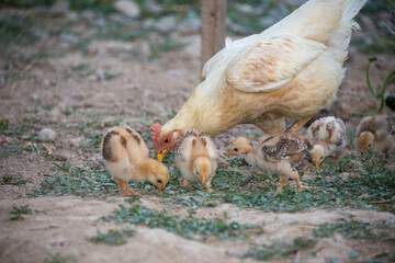 hen walks with young chicks outdoors