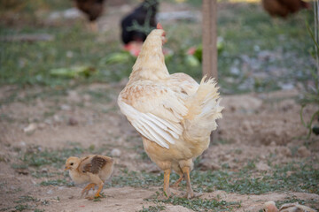 hen walks with young chicks outdoors