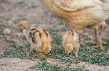 hen walks with young chicks outdoors
