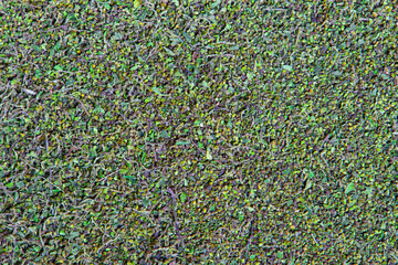 Stinging nettle seeds texture for natural background