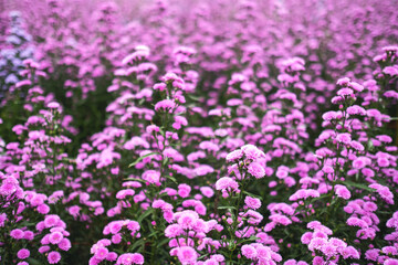 Closeup image of a beautiful purple Margaret flower field