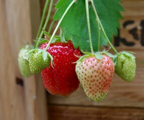 strawberry growing on a branch