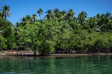 Fototapeta premium Mangrove and palm trees on the riverside of a turquoise river, Ngwesaung, Myanmar