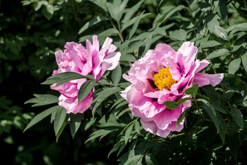 Moutan Tree Peony (Paeonia suffruticosa) in park