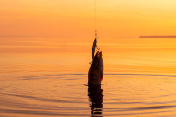 Bass caught on fishing tackle. Angler releasing river perch at the gold sunset. Perch caught on the...