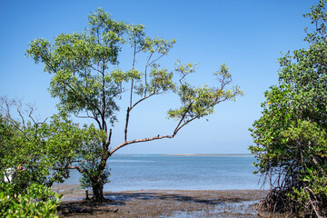 Mangrove trees by the ocean, Ngwesaung, Myanmar