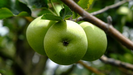 green apple on tree