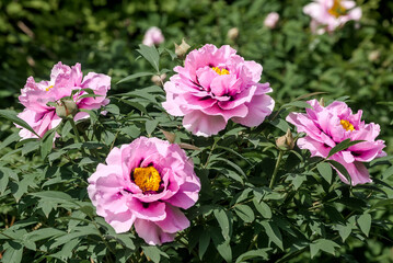 Obraz premium Moutan Tree Peony (Paeonia suffruticosa) in park