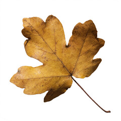 Brown fall maple leaf isolated on white background. Close up of autumn leaves from maple tree