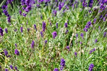 field of lavender