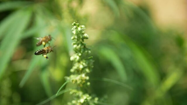 Bee pollination cannabis hemp detail close-up field, pollinates collect nectar honey farm bio organic farming, agriculture flower blossoming blossom plant, seeds big bud with pistils leaf medicinal