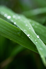 a drop of dew on a green leaf, macro