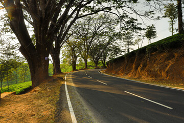  empty and beautiful road of wayanad,kerala with huge trees