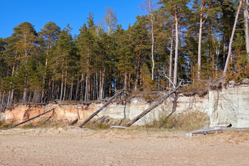 Trees and big stones at Baltic sea shore near Tuja in Old Rocks, Veczemju klintis  Latvia