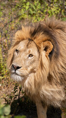 portrait of a lion