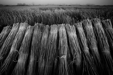 Reeds in a wetland