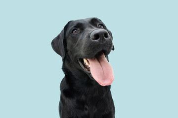 Happy black labrador puppy dog sticking out a big tongue. Isolated on blue background.