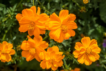 Sulfur Cosmos (Cosmos sulphureus) in garden