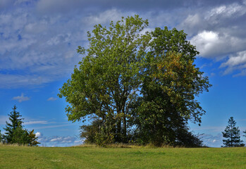 Fototapeta na wymiar Esche im Herbstwind, Farrenberg, Schwäbische Alb, Fraxinus excelsior, ash tree