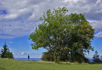 Esche im Herbstwind, Farrenberg, Schwäbische Alb, Fraxinus excelsior, ash tree