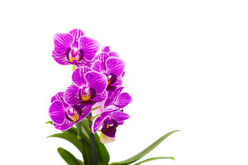 Beautiful pink orchid  - phalaenopsis