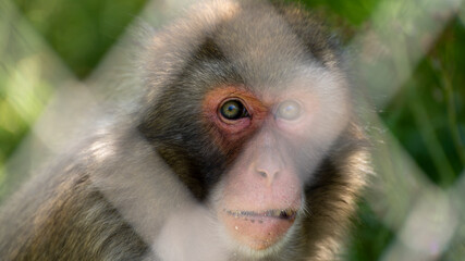 close-up of a monkey behind bars in a zoo