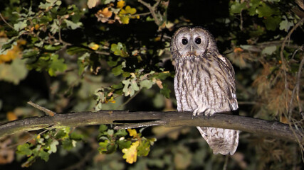 Tawny owl. Bird on a tree. Strix aluco