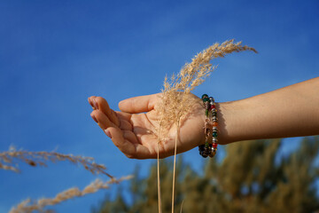 hand holding wheat