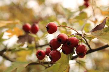 Selective focus shot of fresh hawthorn bush with berries in the garden
