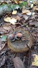 Гриб - чёрный груздь  (lactarius necator)