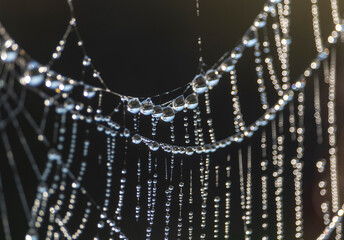 dew on the web