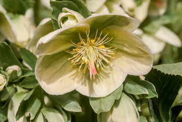Holly-leaved Hellebore (Helleborus argutifolius) in garden, Moscow region, Russia