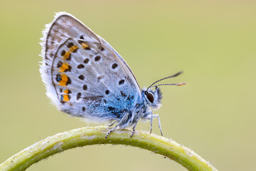 blue butterfly on a arc shaped branch.