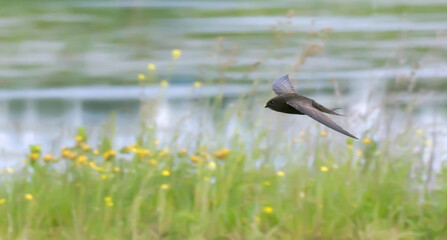 Common swift bird in flight, flying bird Apus apus