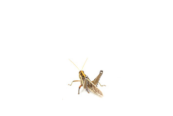 Grasshoppers are hostile poultry, destroying, eating vegetables and gardeners' agricultural produce...