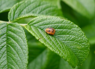 Harlequin beetle larvae on a leaf