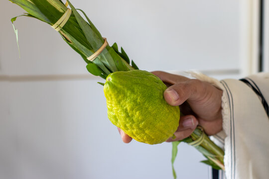 A man holds Traditional symbols (The four species): Etrog, lulav, hadas, arava. On the Jewish holiday of Sukkot