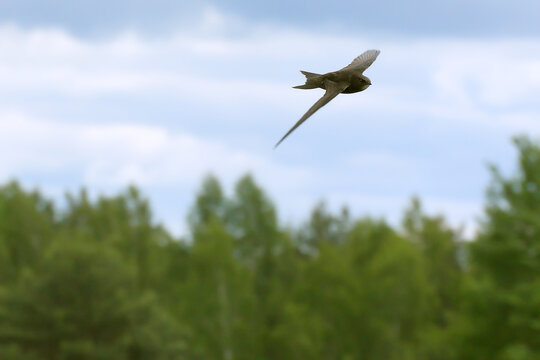 Common swift. Bird in flight, flying birds. Apus apus