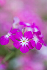 Fototapeta na wymiar Macro image of a bunch of pink phlox drummondii flowerwith soft green background.